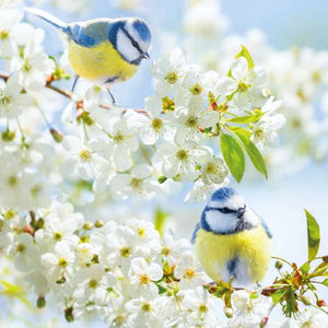 Blue Tits Sitting in Cherry Blossom