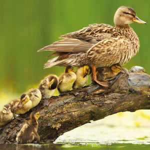 Duck with Her Chicks