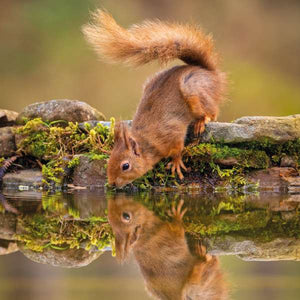 Squirrel Reflection