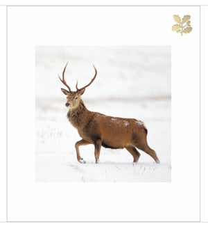 Red Stag in the Snow (Pack of 5)