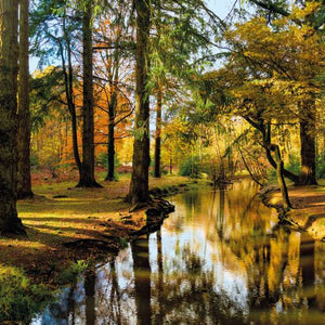 Serenity in the New Forest